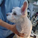 대관령동물병원 이미지