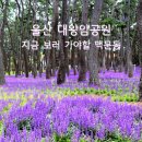 제천푸른솔산악회/ 8월 둘째주 [울산] 대왕암공원에서 슬도바닷길,방어진까지걷기계획 이미지