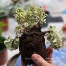 식물 인테리어 | 인테리어 식물 추천, 온라인 식물 쇼핑몰 마이플랜트 구매 후기