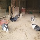 수화왕족발 | 좌구산 자연휴양림 8인 새벽별 숙소 후기