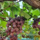 율현농장 이미지