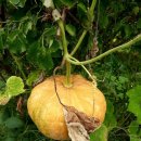 율촌농장 이미지