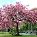 예쁜강쥐 이미지