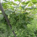 포도원 민박 이미지