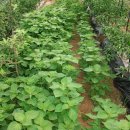 옥천농장 이미지