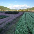 다솔민박 이미지