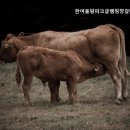 연천 한여울팜파크 글램핑장 | 연천읍펜션 한여울팜파크글램핑장갈대소리펜션 자연 속 힐링 공간