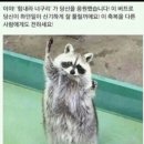 너구리덕후들 모여라!!!!! (여혐)GS25에서 너구리두마리 몰고온 후기~~~~ (귀염주의) 이미지