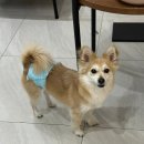 원격대학형태 | [마담아네뜨 풀빌라] 포항 숙소실내자쿠지 애견동반 D타입 솔직후기