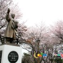 [전북 군산 김제 전주] 전군가도 벚꽃길, 월명공원, 은파, 백구, 송광사 이미지