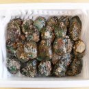 완도전복 이미지