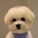 트리밍807 이미지