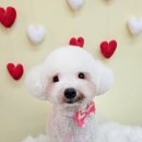 미용특공대 이미지