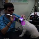 평생피부과동물병원 이미지