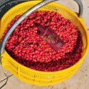 백일농장 | [중국 영하 여행] 영리빙 닝샤트립 다녀오다 2탄- 닝샤구기자 농장 울프베리회사/힐바이영 수원아로마공방