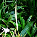 수선화과인데 백합꽃으로 불려지는 거미백합(Hymenocallis) 이미지