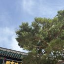 각원사약수 | 태조산 각원사 겹벚꽃 만개 벚꽃 명소 후기(4월 19일(일))기준