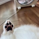 몽트라슈 이미지