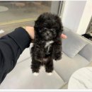 빼로독 강아지분양 의정부본점 이미지