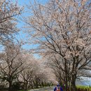 N0.10........2020.4.3. 섬진강 벚꽃 라이딩...전송받은 사진과 디카사진... 이미지