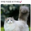 미묘 이미지