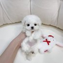 창원강아지분양 헬스독 애견입양 말티푸들포메라니안미니비숑 이미지