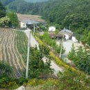 꽃내미풀꽃이랑마을 | 공주시 정안저수지 명품 ‘벚꽃 데크’ 길 순례
