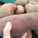 노화해바라기 이미지