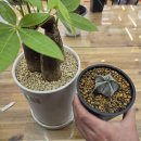 송내대로27번길 | 부천 송내동 식물가게 ‘풀애’ 방문기, 초보도 키우기 쉬운 식물 추천 (우리 집 초록 식물)