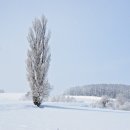 북해도(Hokkaido) 시원한 눈과 나무들 이미지