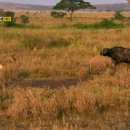 버팔로 동물병원 이미지