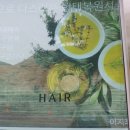 헤어월드 Daum카페