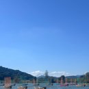 구드래체육공원7(20041) | 충남 부여 가을 여행 가볼만한 곳 낙화암 근처 “백마강 구드래 코스모스 길” (주차장, 개화현황)