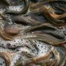 남원골추어탕 이미지