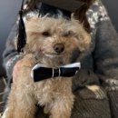 주문도길 | [광교 애견카페] 카페 도기ㅣ내돈내산 후기