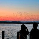 청남오리 이미지