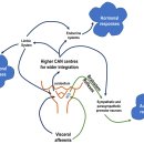 baroreflex dysfunction의 진단 , 평가 --＞ 치료법 이미지