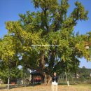 순김밥 | 강릉당일치기-가을 여행/최일순 치즈쫄면순두부/김밥맛집