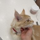 캣플헤븐 | 인천아이와갈만한곳 고양이카페 캣플헤븐 루원시티인천점 방문 후기 보드게임까지 즐기기