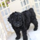 꼬마애견샵 이미지