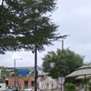 뉴욕버거 일산덕이점