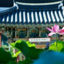 4801, 연꽃 속에는(선몽 중에). 이미지