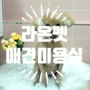 라온펫미용실 이미지