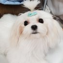 나르매애견 이미지