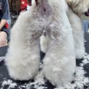 김포에이스애견미용학원