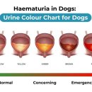 대구24시라이프동물의료센터 이미지