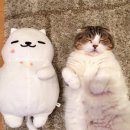이야옹 이미지