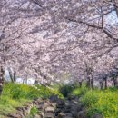 예래작은숲 | 🌸 제주 벚꽃 명소, 예래생태공원에서 만난 벚꽃과 유채꽃