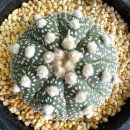 선인장 | 어텀플랜트 은사 오이보 투구 선인장 후기