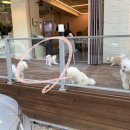 몽슈 펫그루밍샵 이미지